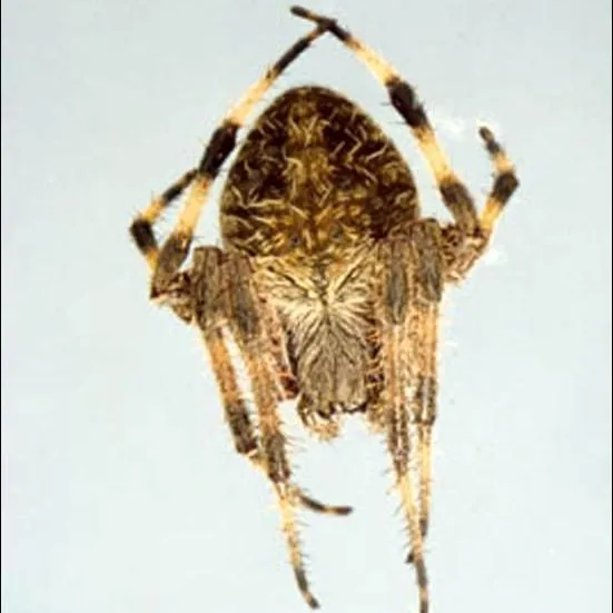 thumbnail for publication: Orb Weavers, Neoscona crucifera (Lucas 1839) and Neoscona domiciliorun (Hentz) (Arachnidae: Araneae: Araneidae)